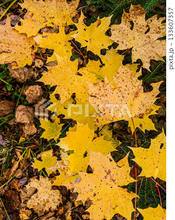 Yellow maple leaves mosaic on black background Yellow maple leaves mosaic on black background 133607357