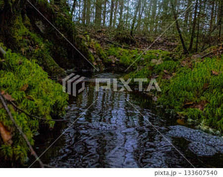 A stream in the forest with banks overgrown with moss, and beautiful large trees. A fabulous stream. A stream in the forest with banks overgrown with moss, and beautiful large trees. A fabulous stream. 133607540