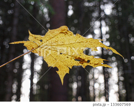 Golden transparent maple autumn leaf on the background of a black forest with a beautiful bokeh effect Golden transparent maple autumn leaf on the background of a black forest with a beautiful bokeh effect 133607569