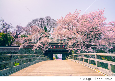 【諏訪高島城】冠木橋と冠木門と桜【諏訪市】 【諏訪高島城】冠木橋と冠木門と桜【諏訪市】 133607602