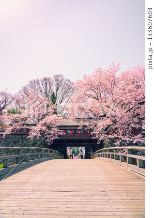 【諏訪高島城】冠木橋と冠木門と桜【諏訪市】 133607603