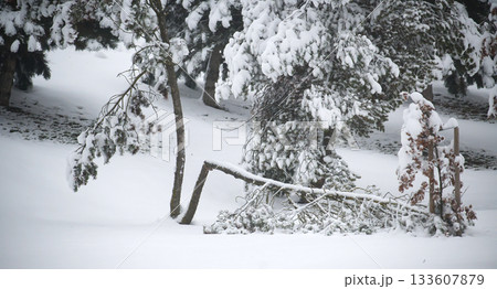 Snowy Winter Scene With Fallen Fence And Snow-Laden Trees In A Quiet Park 133607879