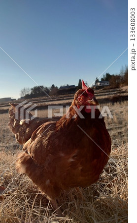 ちゃーちゃん店長と朝日.6 ちゃーちゃん店長と朝日.6 133608003