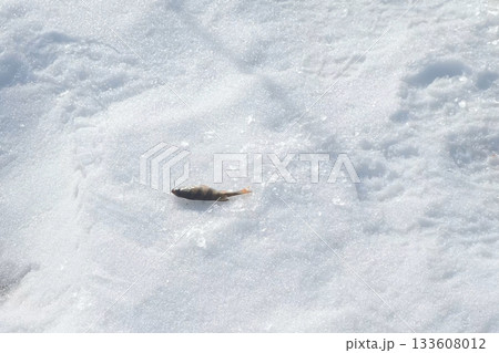 Small fish slowly freezing on snow covered lake on winter fishing. Small fish slowly freezing on snow covered lake on winter fishing. 133608012