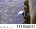 Dead bird in the city canal with water. 133608039