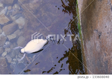 Body of dead bird at sea water after environmental disaster. 133608040