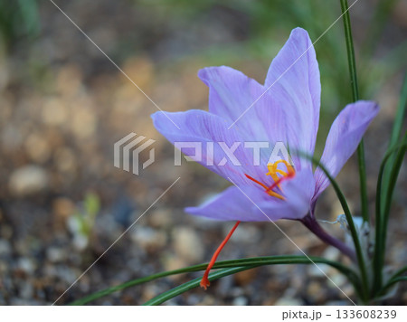 11月に可愛らしく咲いた紫色のサフランの花 133608239