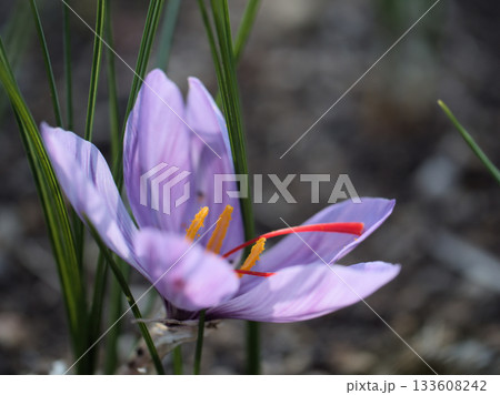 11月に可愛らしく咲いた紫色のサフランの花 133608242