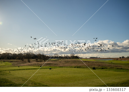 flock of birds flying over open countryside landscape 133608317