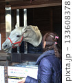 多度大社 神馬 133608378