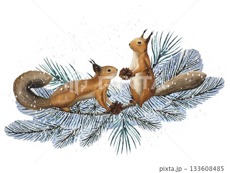 Hand drawn winter scene with squirrels on snow covered pine branches. Watercolor illustration. 133608485