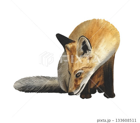 Hand drawn fox cub. Winter woodland baby animals clipart. Watercolor illustration. Hand drawn fox cub. Winter woodland baby animals clipart. Watercolor illustration. 133608511