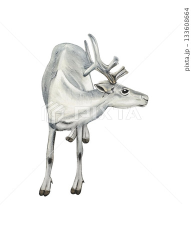 Hand drawn white  reindeer. Winter woodland animals clipart. Watercolor illustration. 133608664