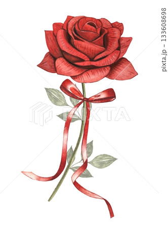 Red rose with red ribbon. Hand drawn watercolor illustration. Red rose with red ribbon. Hand drawn watercolor illustration. 133608698
