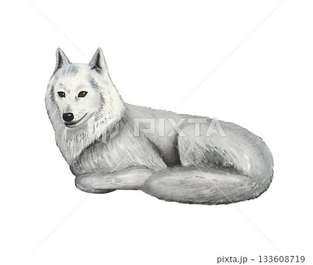 Hand drawn north white wolf. Watercolor illustration. 133608719