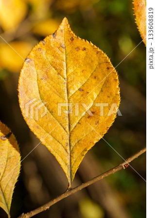 紅葉した葉 133608819