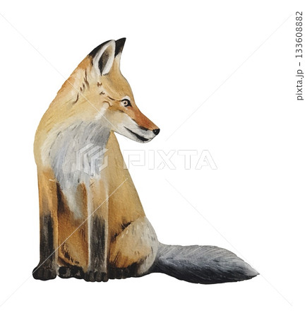 Hand drawn fox cub. Winter woodland baby animals clipart. Watercolor illustration. Hand drawn fox cub. Winter woodland baby animals clipart. Watercolor illustration. 133608882