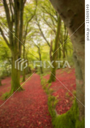 Scenic view of green trees 133609349
