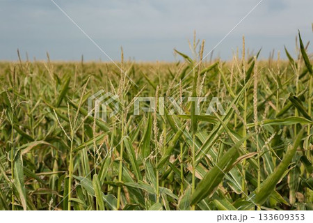 Field crops on a sunny day 133609353