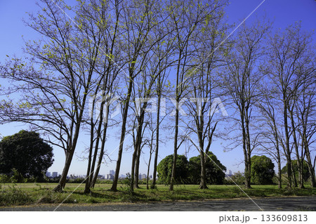 荒川河川敷にある紅葉した木々 133609813
