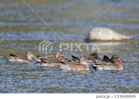 川を泳ぐコガモの群れ 133609849