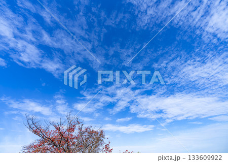 秋空と雲と木立 133609922