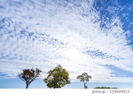 秋空と雲と木立 133609923