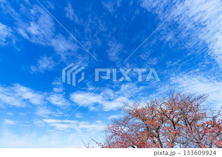 秋空と雲と木立 秋空と雲と木立 133609924