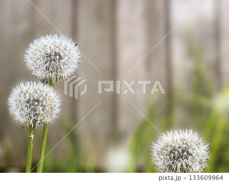 Close view of three dandelion heads with fluffy white seeds against a blurred background.  133609964