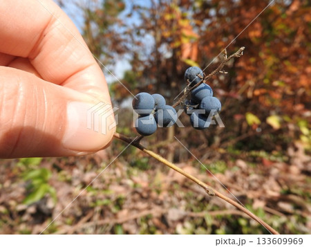 秋に実るつる性植物「アオツヅラフジ」の実 133609969