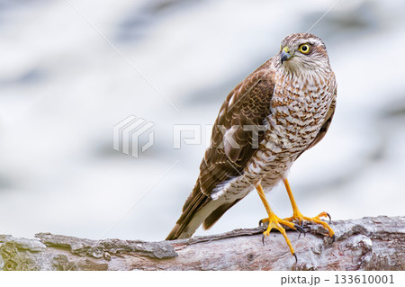 水辺の枝に留まるハイタカ幼鳥 133610001