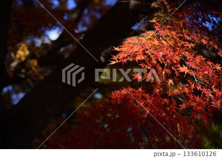 紅葉 秋色に染まる 紅葉 秋色に染まる 133610126