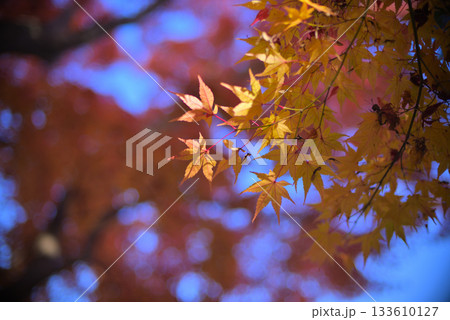 紅葉　秋色 133610127