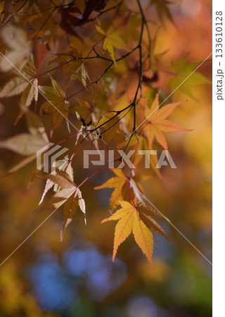 紅葉 透過するひかり 紅葉 透過するひかり 133610128