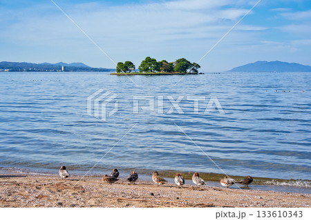 〈島根県〉宍道湖とカモたち 133610343