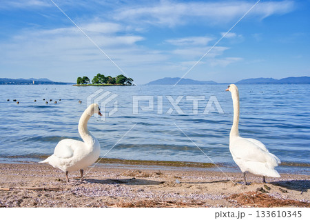〈島根県〉宍道湖と白鳥　11月 133610345