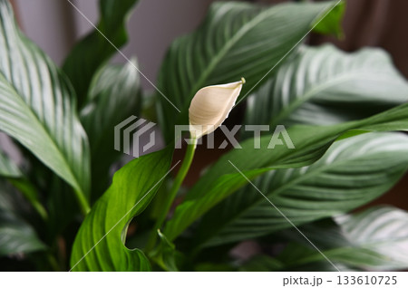 A close-up photo of a peace lily (Spathiphyllum) showcasing its striking white flower emerging from lush green foliage A close-up photo of a peace lily (Spathiphyllum) showcasing its striking white flower emerging from lush green foliage 133610725