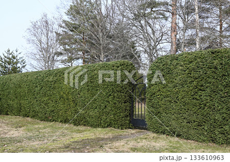 a meticulously trimmed green hedge wall with a black wrought-iron gate 133610963