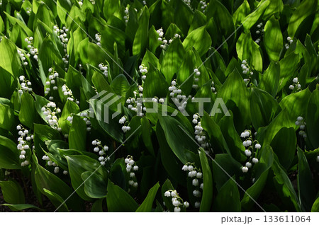 a dense patch of lily of the valley (Convallaria majalis) in bloom, nestled among lush green foliage 133611064