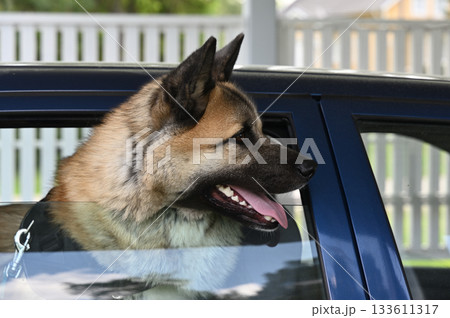 a happy dog sitting in a blue car with its head out the open window a happy dog sitting in a blue car with its head out the open window 133611317