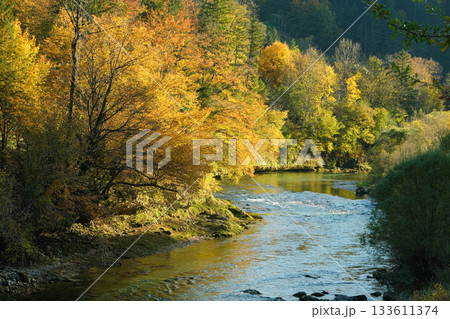 The calm mountain river is surrounded by autumn forest 133611374