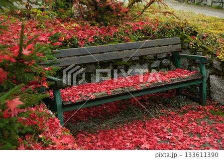 A park bench surrounded by bright red autumn leaves 133611390