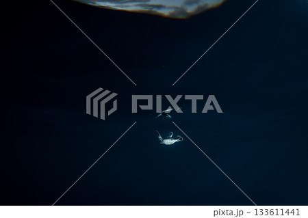 孵化して海を泳ぐアオウミガメの赤ちゃん　小笠原　東京都 133611441