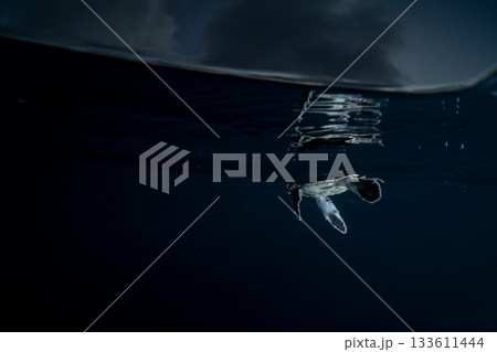 孵化して海を泳ぐアオウミガメの赤ちゃん　小笠原　東京都 133611444