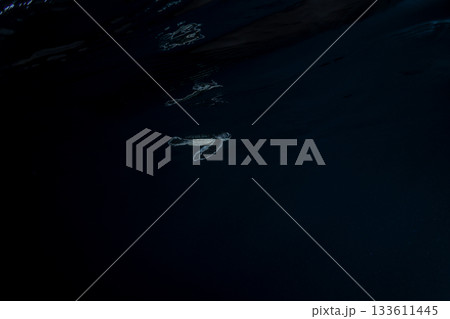 孵化して海を泳ぐアオウミガメの赤ちゃん　小笠原　東京都 133611445