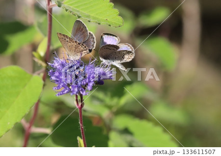 秋の庭に咲く紫色のダンギクの花の蜜を吸う2匹のヤマトシジミ蝶 秋の庭に咲く紫色のダンギクの花の蜜を吸う2匹のヤマトシジミ蝶 133611507