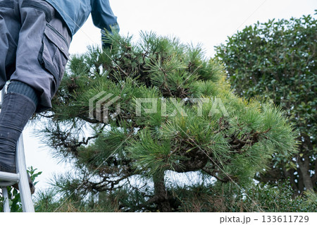 Japanese Gardener 133611729