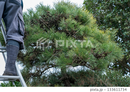 Japanese Gardener Japanese Gardener 133611734