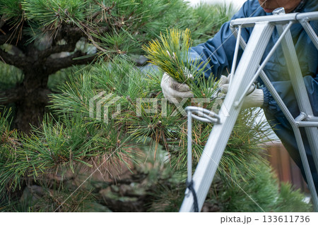 Japanese Gardener 133611736