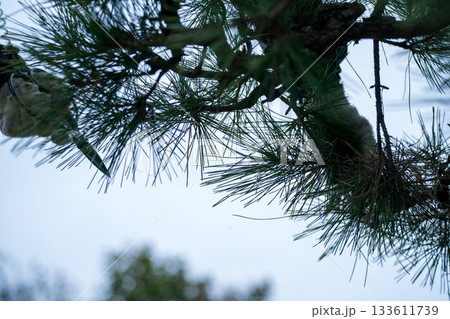 Japanese Gardener 133611739